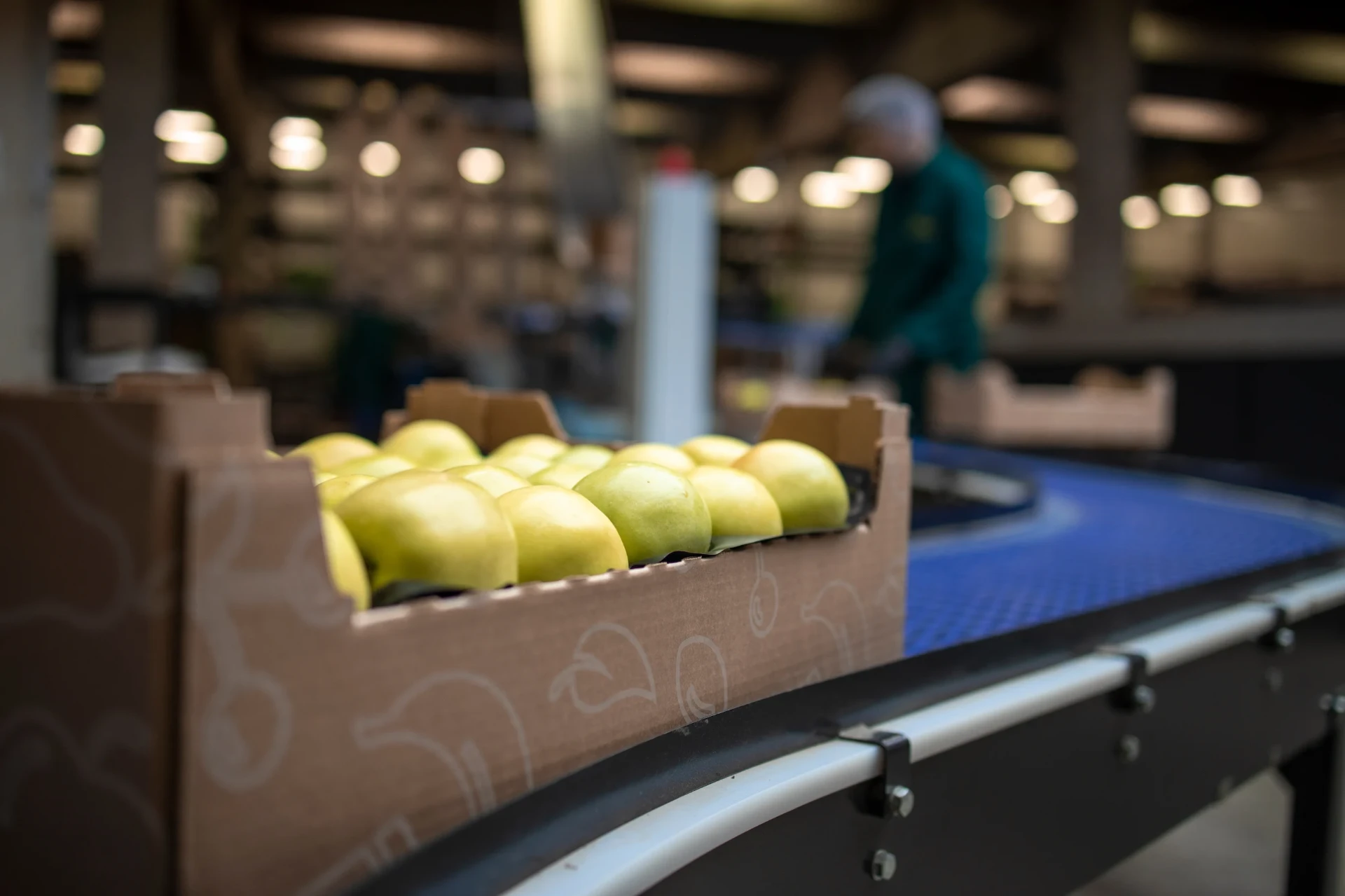 Apples on a conveyor belt in a food production facility